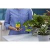 image:imageMiracleGro Water Soluble All Purpose Plant Food Fertilizer for Indoor or Outdoor Flowers Vegetables or Trees 8 oz8 oz 2pack