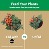 image:imageMiracleGro Water Soluble Tomato Plant Food 15 lb 6Pack3 lb